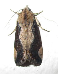 Hypocala rostrata