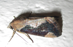 Hypocala rostrata