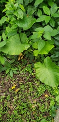 Alocasia odora