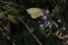 Eurema limoneus