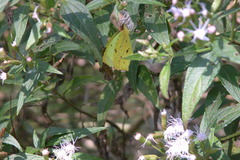Eurema limoneus