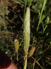 Phalaris paradoxa