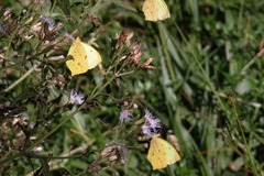 Eurema limoneus