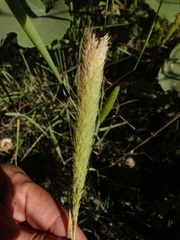 Phalaris paradoxa