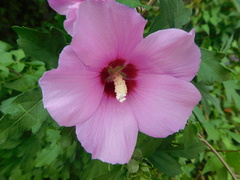 Hibiscus syriacus