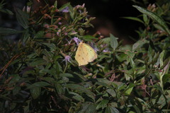 Eurema limoneus
