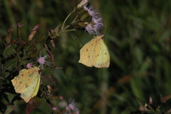Eurema limoneus