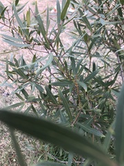 Chionanthus ramiflorus