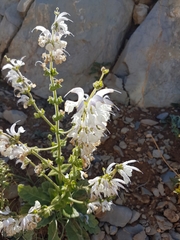 Salvia microstegia