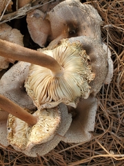 Agaricineae