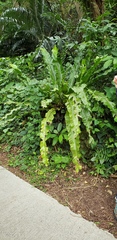 Asplenium antiquum