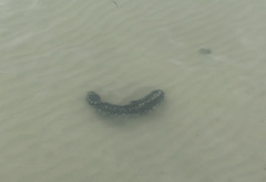 Holothuria leucospilota