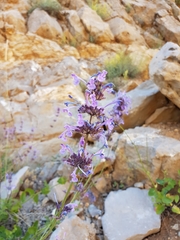 Nepeta cilicia