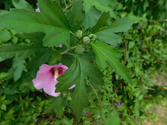 Hibiscus syriacus