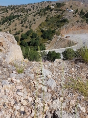Anarrhinum forskaohlii