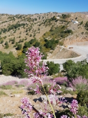 Centranthus longiflorus