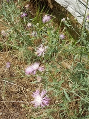 Centaurea × moncktonii