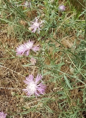 Centaurea × moncktonii