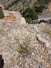 Anarrhinum forskaohlii