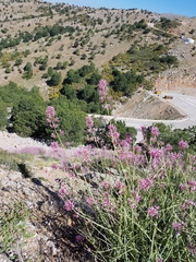 Centranthus longiflorus