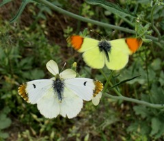 Anthocharis euphenoides