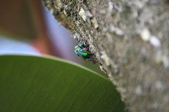 Euglossa