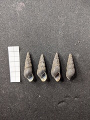 Juga plicifera