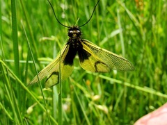Libelloides longicornis