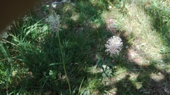 Plantago alpina