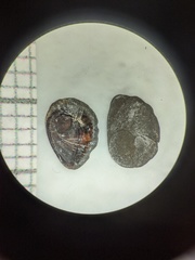 Juga plicifera
