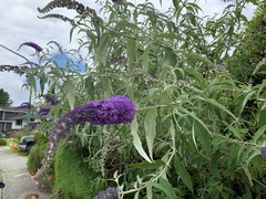 Buddleja davidii