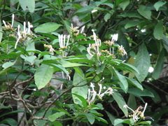 Palicourea faxlucens