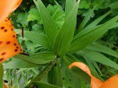 Lilium lancifolium
