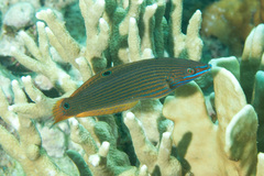 Pink-Snouted Wrasse photo 1
