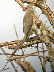 Urocolius macrourus