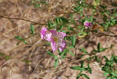 Oenothera canescens
