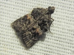 Satole ligniperdalis