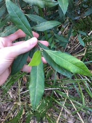 Elaeocarpus reticulatus