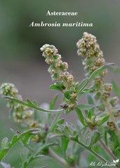 Ambrosia maritima