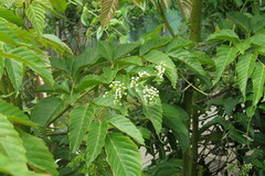 Heliotropium sarmentosum