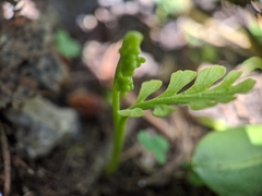 Botrychium crenulatum