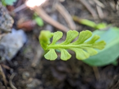 Botrychium crenulatum