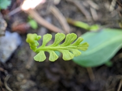 Botrychium crenulatum