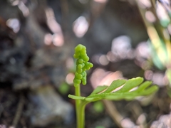Botrychium crenulatum