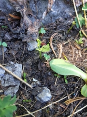 Botrychium crenulatum