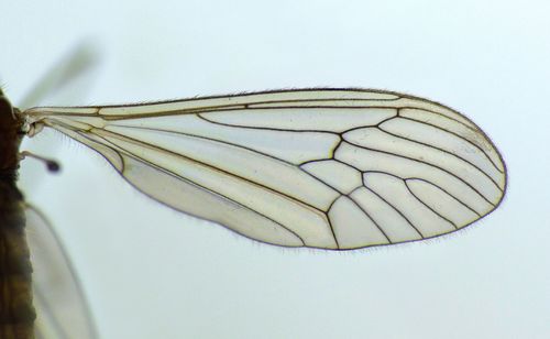 Winter Gnat photo 2