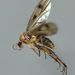 Anomalomyia guttata - Photo (c) Steve Kerr, algunos derechos reservados (CC BY), subido por Steve Kerr