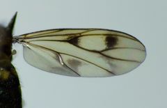 Anomalomyia guttata