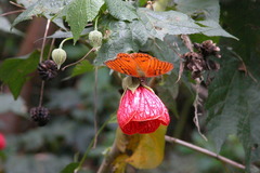 Dione glycera