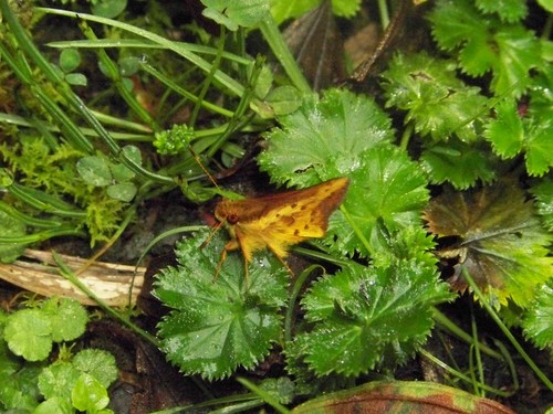 Zalomes biforis